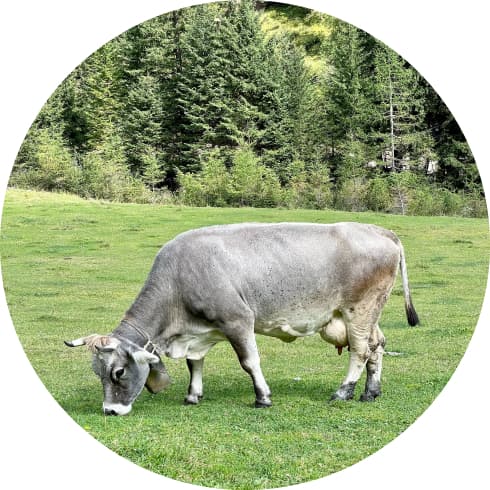 Cow grazing on a green meadow